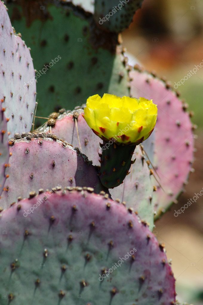 Edible opuntia Cactus Plants — Stock Photo © Nikonite 1331725