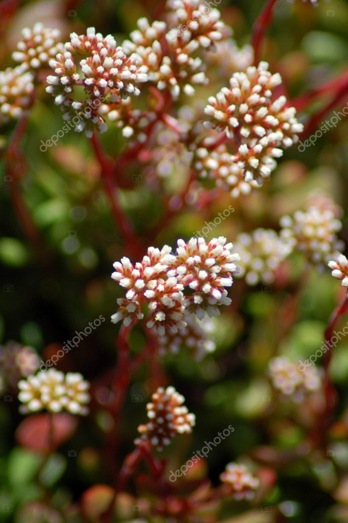 Red White Aloe Succulent Flowers Stock Photo Nikonite 1332454 Red White Aloe Succulent Flowers Stock Photo 1332454