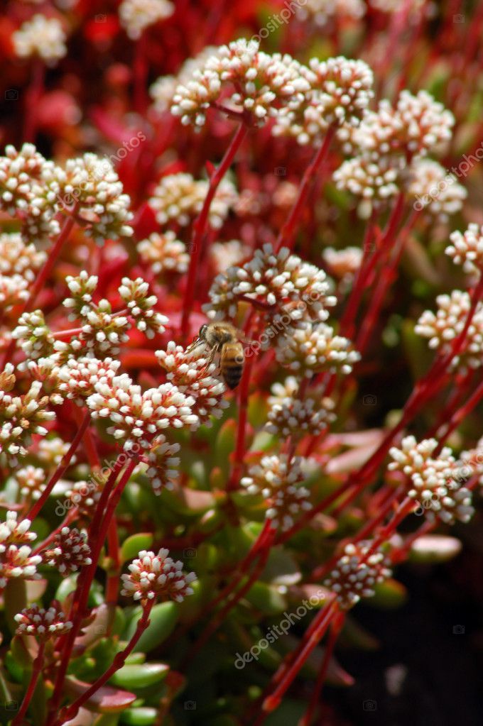 トップ100多肉 植物 赤い 花 すべての美しい花の画像