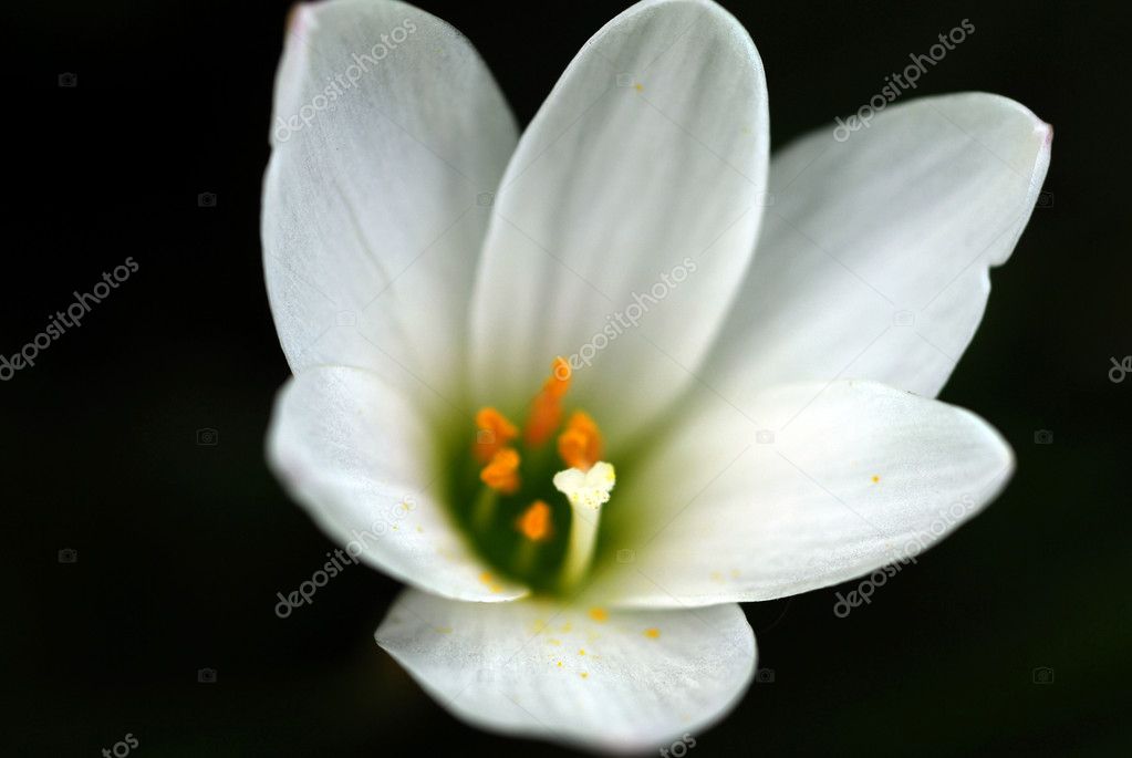 White Narcissus Flower — Stock Photo © Nikonite 1345514