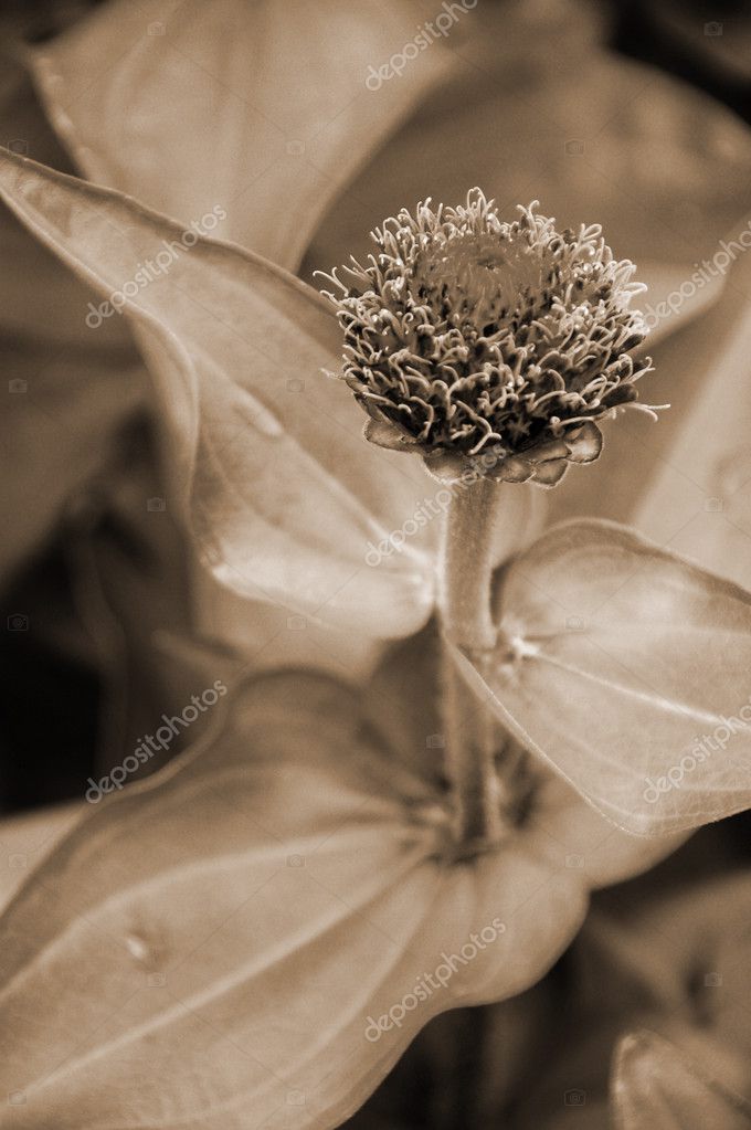 Nikonite