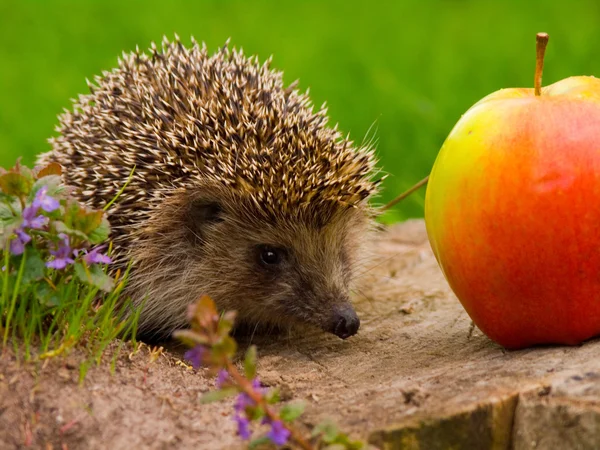 Hedgehog and apple on the tree stump — Stock Photo, Image