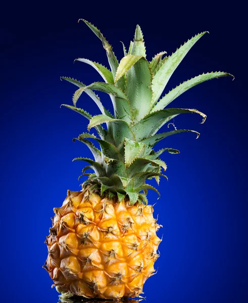 蓝色背景的菠萝 — 图库照片