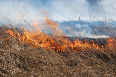 Grass fire clipart