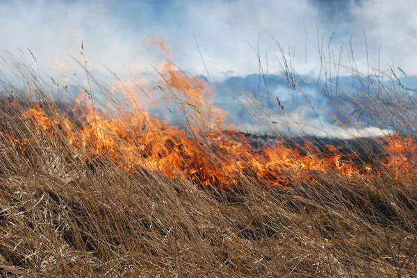 Grass fire — Stock Photo, Image