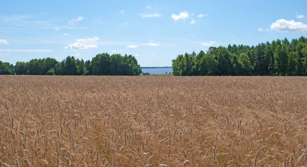 stock image Wheat field in summer