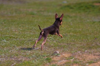 oyuncak terrier doğurmak köpek