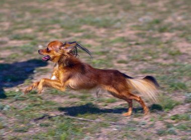 oyuncak terrier doğurmak köpek