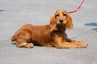 perro raza cocker spaniel en paveme