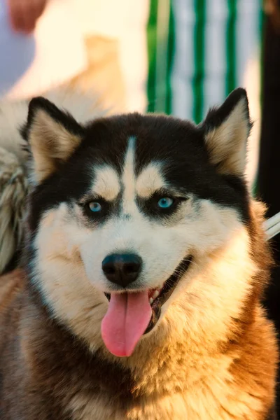 Raça cão siberiano husky — Fotografia de Stock