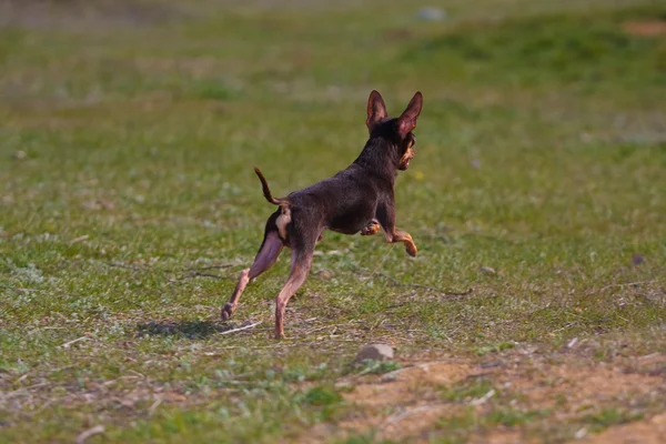 Cão da raça de terrier de brinquedo — Fotografia de Stock