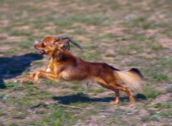 Hund der Rasse Toy Terrier — Stockfoto