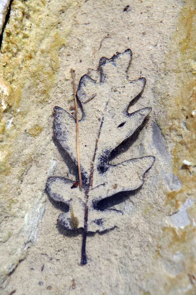 stock image Brown oak leaves lying on the bottom of