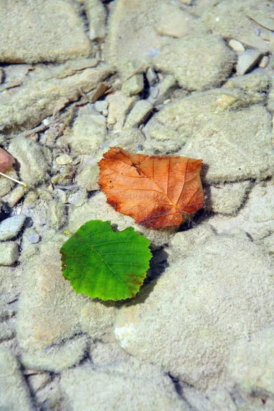 Färgade blad liggande på botten av th — Stockfoto