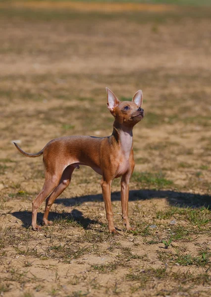 Cão raça brinquedo terrier na natureza — Fotografia de Stock