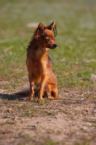 Hunde züchten Spielzeug Terrier auf die Natur — Stockfoto
