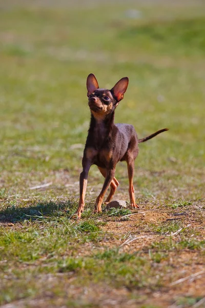 Cão raça brinquedo terrier na natureza — Fotografia de Stock