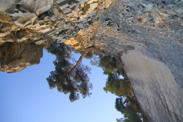 Pine growing on a steep hillside — Stock Photo, Image