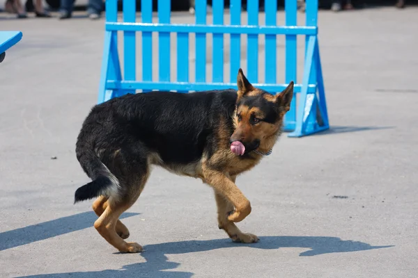 Raça cão assustado cão pastor alemão — Fotografia de Stock
