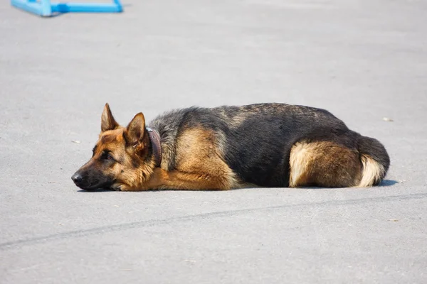 Raça cão pastor alemão encontra-se em paveme — Fotografia de Stock
