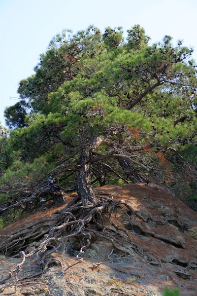 松树生长在陡峭的山坡上 图库图片
