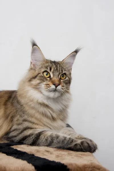 Мейн Кун кішка породи диких кольору Ліцензійні Стокові Зображення