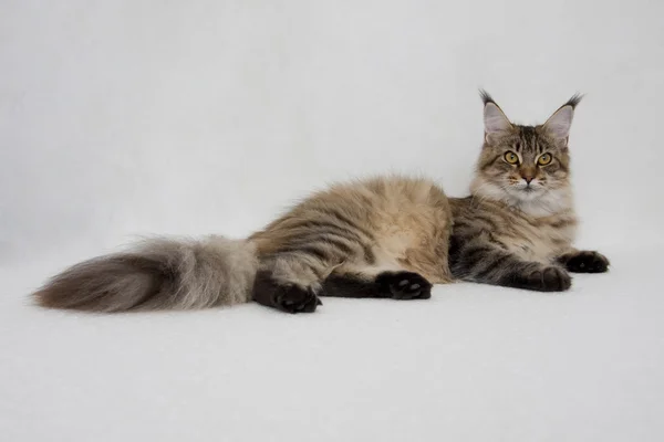 Maine coon kucing berkembang biak warna liar Stok Foto Bebas Royalti