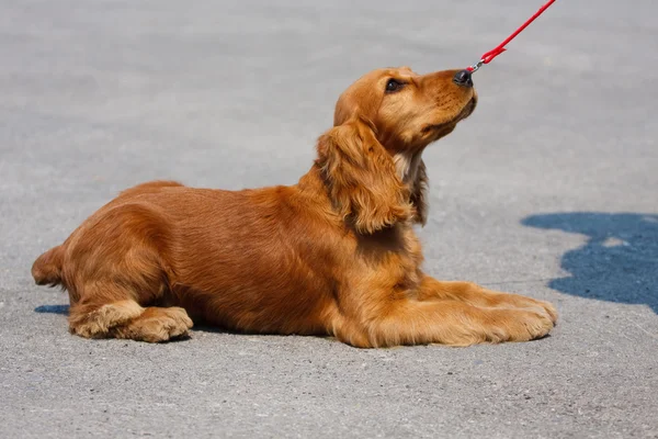Собака порода кокер спанієль лежить на павемі Стокове Фото