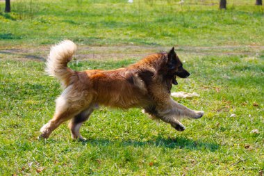 Leonberger köpek doğurmak bir çim üzerinde oynanır