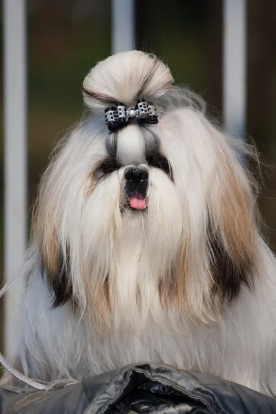 Μυστικιστική εκπληκτικό σκυλί apso Λάσα — Φωτογραφία Αρχείου