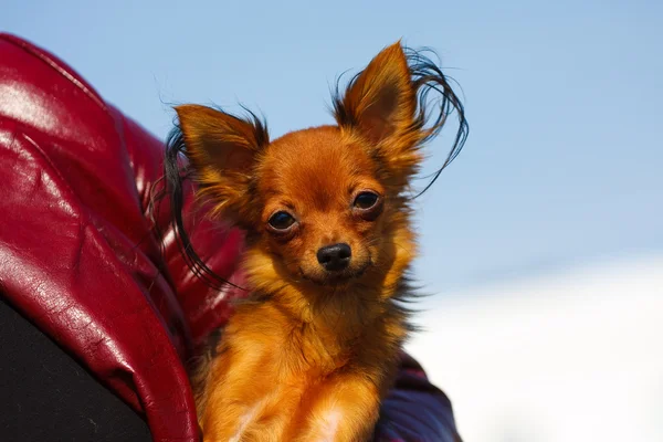 手 o ・ トイ ・ テリアの犬の品種 — ストック写真
