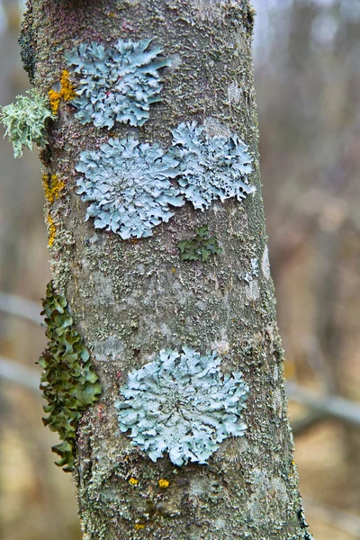 Lichene blu e verde che cresce sulla corteccia Fotografia Stock
