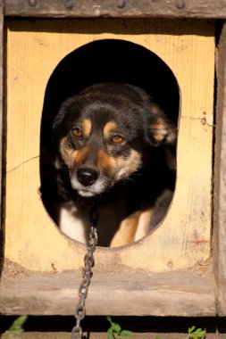 bağlı bir zincir köpek kulübesinden dışarı bakar