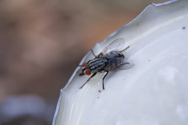 Una mosca sentada en la tapa de una lata — Foto de Stock