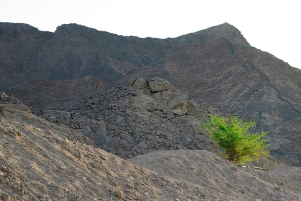 Green tree in rocky desert — Stock Photo, Image