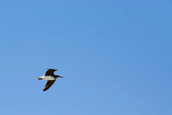 Vogel in de blauwe lucht — Stockfoto