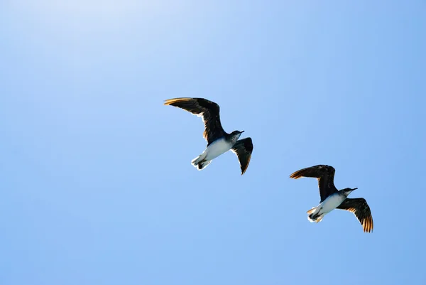 Due uccelli nel cielo blu — Foto Stock