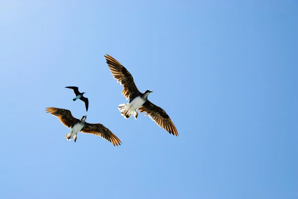Tre uccelli nel cielo blu — Foto Stock