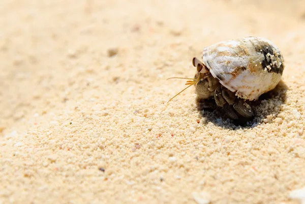 在白色的沙滩上的寄居蟹 — 图库照片