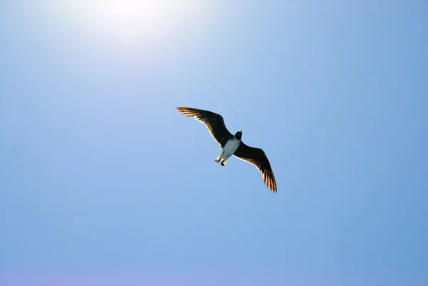 Pták v modré obloze pod sluncem — Stock fotografie
