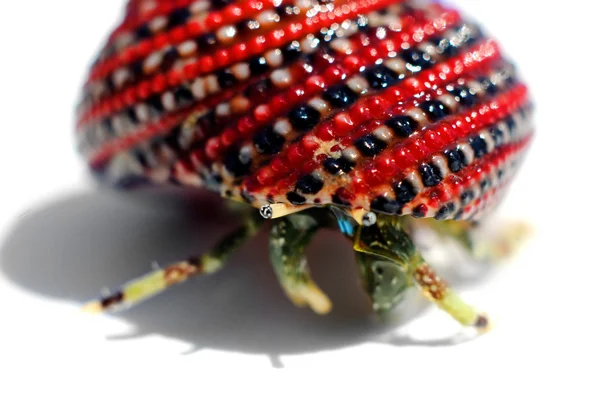 寄居蟹在美丽的红黑壳 — 图库照片