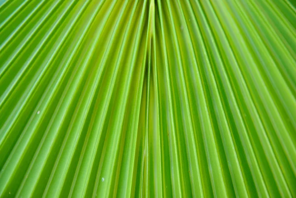 Green palm leaf texture — Stock Photo, Image