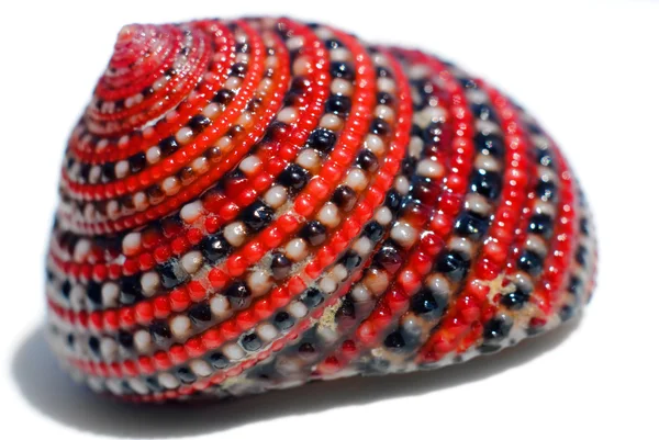 Hermosa concha de mar rojo-negro-blanco — Foto de Stock