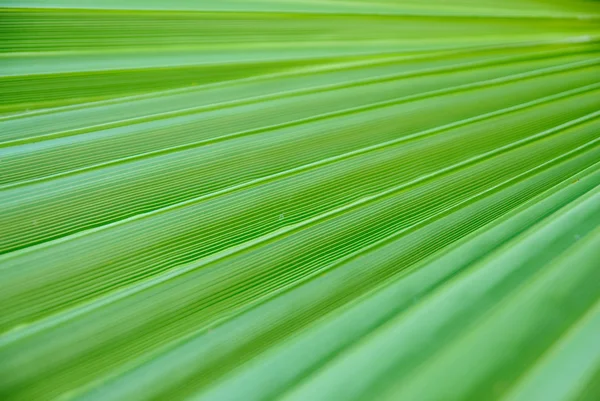 绿色的棕榈叶纹理 — 图库照片