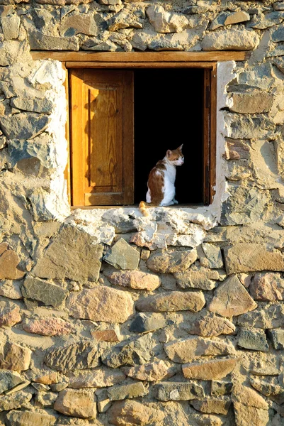 Cat at wood window in stone house Stock Image