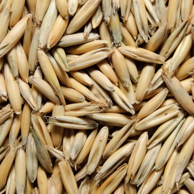 Unfried oat grains clipart