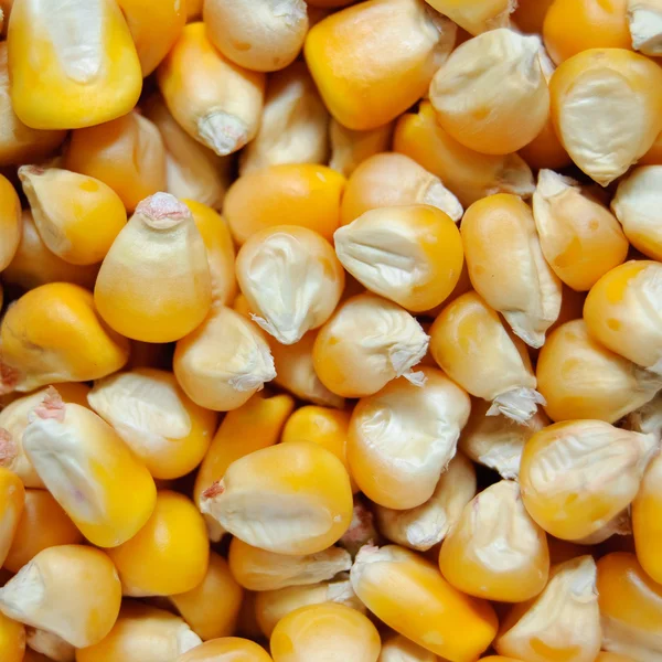 Желтые кукурузные зерна — стоковое фото