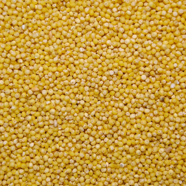 Желтые зерна проса — стоковое фото