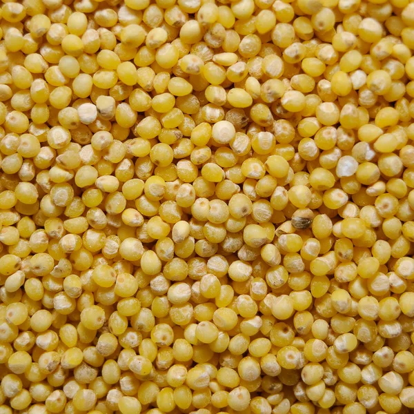 Желтые зерна проса — стоковое фото
