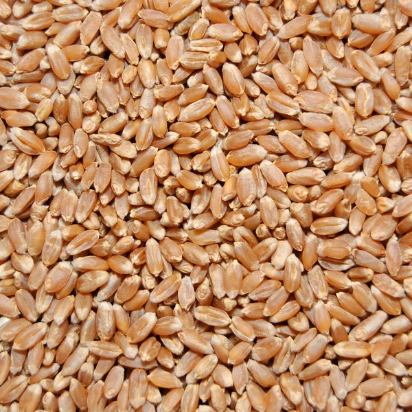 棕色小麦籽粒 图库照片